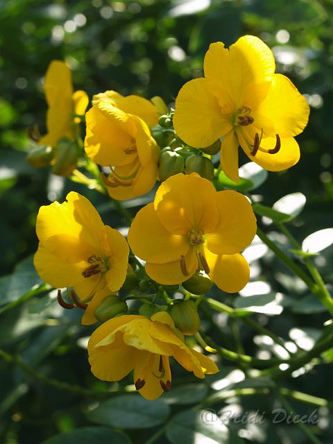 Senna corymbosa var corymbosa.jpg